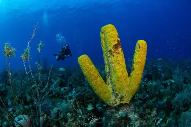 Buceo