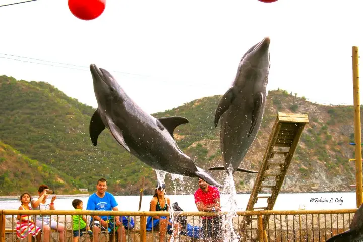 Combo Aquário | Passeio em Santa Marta