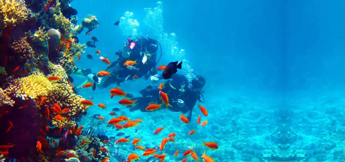 Reef scuba diving