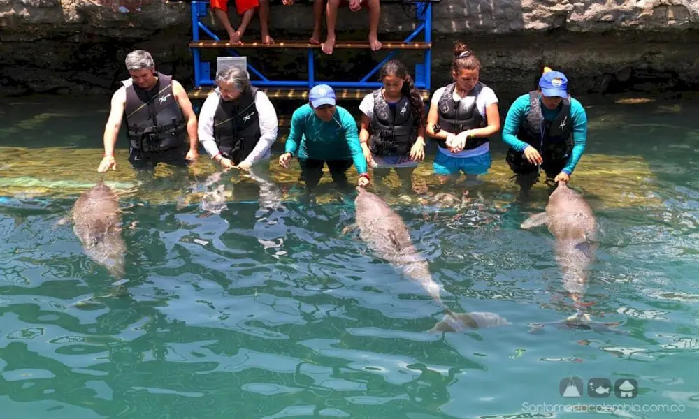 Combo Encontro com Golfinhos | Passeio em Santa Marta